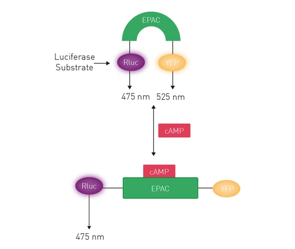 Fig.5: Assay Principle: CAMYEL BRET biosensor. CAMYEL (cAMP sensor using YFP-Epac-RLuc) changes conformation in response to increasing levels of cAMP, resulting in a loss of BRET intensity.