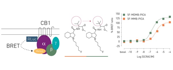 Fig.7: Changes in the head moiety of the 5F-pentylindole result in distinct pharmacological profiles of Gi1 engagement in CB1 receptors.6 