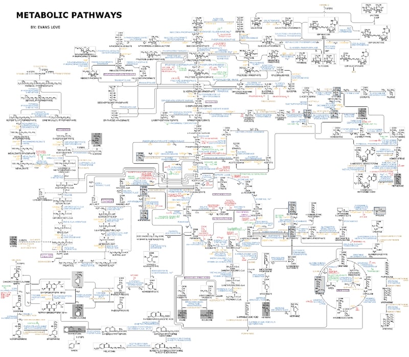 Fig. 1: Bird's Eye view of Metabolic Pathways. Author Evans Love, source and license https://commons.wikimedia.org/wiki/File:Human_Metabolism_-_Pathways.jpg