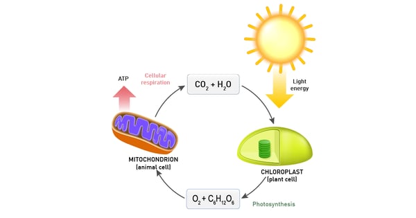 Fig. 10: Schematic of respiration in plants