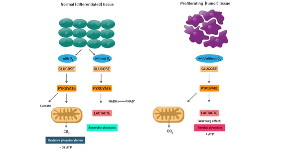 Fig. 11: Warburg effect: cancer cells typically rely on the less efficient anaerobic pathway instead of the tricarboxylic acid cycle combined with oxidative phosphorylation, as normal cells do.