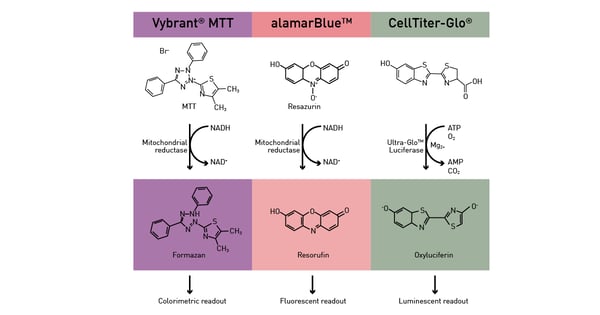 Fig. 12: Assay principle of three viability assays: metabolic reactions catalyse the turnover of colorimetric (Vybrant MTT), fluorescent (alamarBlue) and luminescent (CellTiter-Glo) readouts.