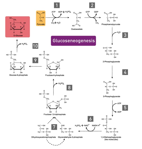 Fig. 3: the gluconeogenesis metabolic pathway