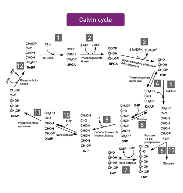 Fig. 4: The Calvin cycle produces glucose in plants.