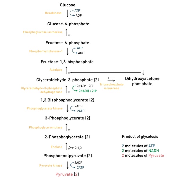 Fig. 5: the glycolysis pathway