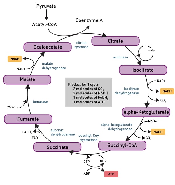 Fig. 6: the tricarboxylic acid cycle