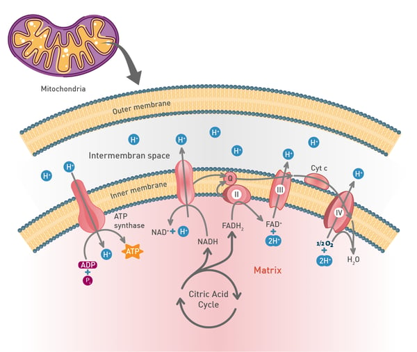 Fig. 7: Schematic of the electron transport system in the mitochondrion