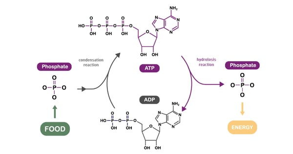 Fig. 9: Adenosine triphosphate (ATP) is the main energy carrier.
