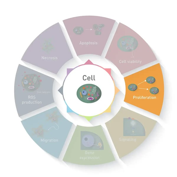 Figure 1: Cell proliferation assays. [BW2.1]Cell proliferation is one of several  cellular processes that researchers study using an array of cell-based assays.