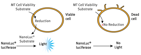 Figure 2: Cell viability assay based on reduction potential: the luminescent RealTime-Glo™ Cell viability assay is suited for monitoring viability for a minimum of 72 h.