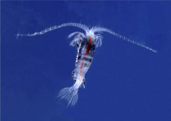 Fig.1: The black prince copepod.   Source "Gaussia princeps" by Dr. Tamara Frank, Nova Southeastern University.