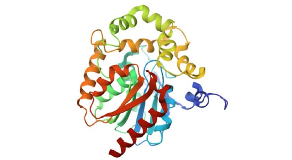 Fig.2: Crystal structure of Renilla luciferase. Image from the RCSB PDB (RCSB.org) of PDB ID 2PSF (Loening, A.M., Fenn, T.D., Gambhir, S.S. (2007) J Mol Biol 374: 1017-1028).