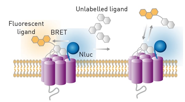 Fig.3: The NanoBRET binding assay principle.