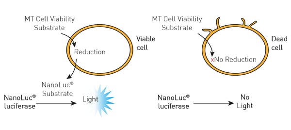 Fig.6: The RealTime-Glo® MT Cell Viability Assay Principle.