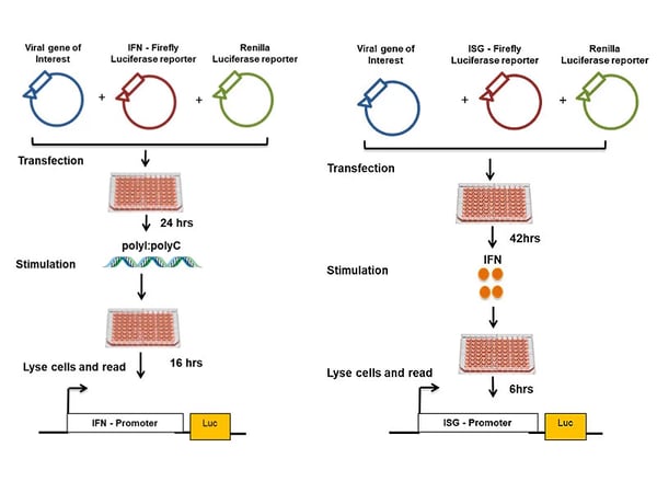 Fig. 1: The dual luciferase assay is used to test viral protein interference on the Interferon (IFN) system. The left image shows the principle for assaying modulation of IFN induction pathway and the right image shows the principle for assaying modulation of JAK/STAT signalling pathway.