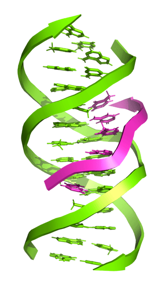 Fig. 1: DNA triplex helix is an interaction between double-stranded DNA and an oligonucleotide. Source: Triple helix https://en.wikipedia.org/wiki/Triple-stranded_DNA.