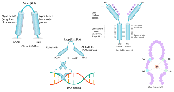 Fig. 2: DNA-binding domains of proteins.