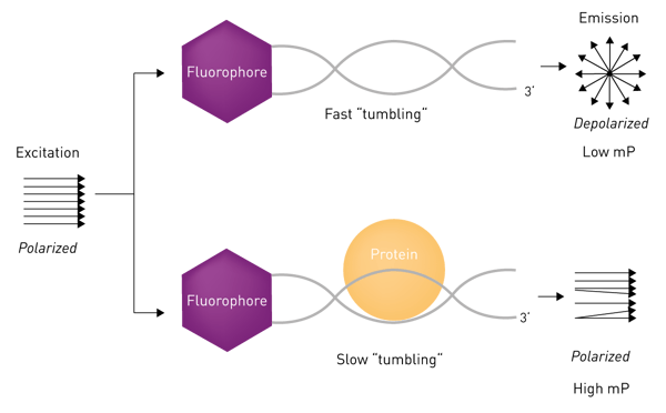 Fig. 3: Principle of a fluorescence polarization-based DNA interaction assay. Free fluorophore-bound oligonucleotides are small, tumble fast and depolarize emission light (top). If the oligonucleotide is bound by a protein, the molecular weight is increased, the complex moves more slowly, and polarization of the emission is retained (bottom).