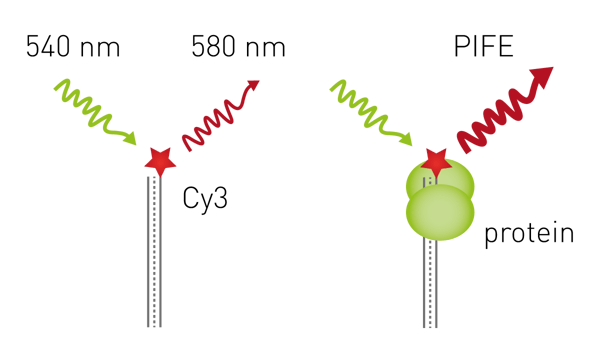 Fig. 4: Principle of DNA-protein interaction assay using protein-induced fluorescence enhancement. A Cy3-labeled oligonucleotide is mixed with a protein of interest. Fluorescence is enhanced when a protein binds in the physical vicinity of Cy3.