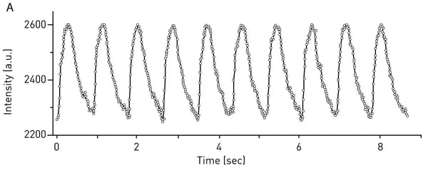 Fig. 4: Calcium (Ca2+) transient measurements using iPSC-derived 3D heart tissue and Fluo-4. CLARIOstar microplate reader captures periodic Ca2+-transients that induce cardiac contractions.