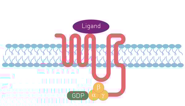Fig.1: A GPCR seven-pass transmembrane receptor.