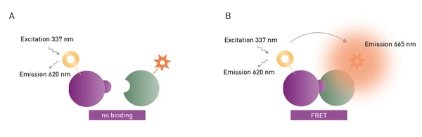 Fig.11: Schematic representation of excitation and emission in a europium-red-acceptor-based TR-FRET assay. In the case of no interaction, the donor is excited at 320 nm and emits at 620 nm. In the case of interaction and FRET taking place, the acceptor additionally emits at 665 nm.