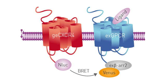 Fig. 16: Study of genome-edited CXCR4/Nluc receptor internalization and trafficking induced by CXCL 12 in the same cell using a BRET multiplex assay