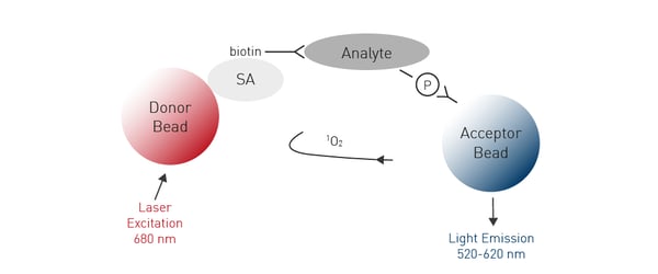 Fig. 18: AlphaScreen SureFire Phospho-ERK1/2 assay principle.