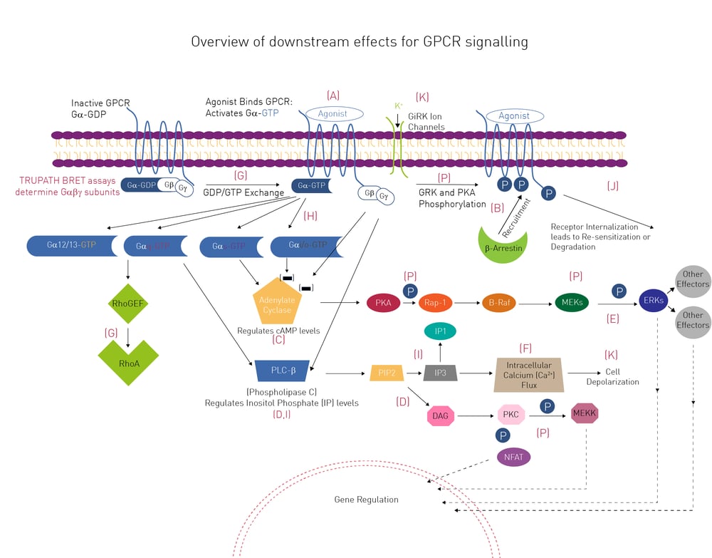 Fig.2: Overview of selected downstream effects of GPCR signaling.