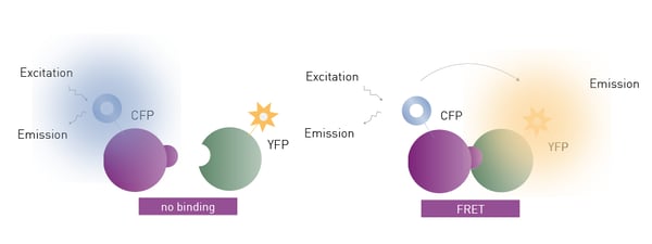 Fig. 4: Example of an interaction assay detected by FRET with the pair cyan fluorescent protein (CFP) and yellow fluorescent protein (YFP). A) Schematic representation of FRET: in the case of no interaction, CFP is excited and emits light at a specific wavelength. B) In the case of interaction and FRET taking place, YFP additionally emits light at a different wavelength, and the emission intensity of CFP is quenched.