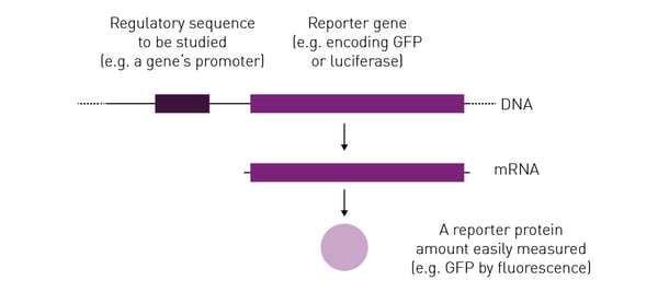 Fig. 5: Principle of gene reporter assays.