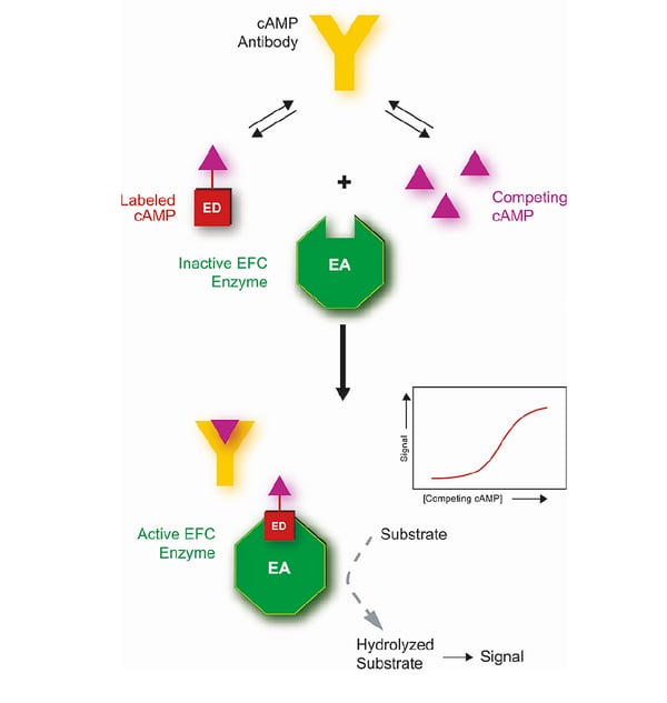 Fig.6: Principle of HitHunter cAMP XS+ assay.