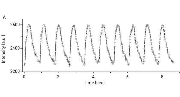 Fig. 8: Measurements of fast periodic Ca2+ transients in iPSC-derived 3D heart tissue with Fluo-4 and the CLARIOstar.