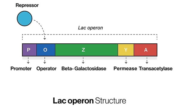 Fig.1: The structure of the lac operon.