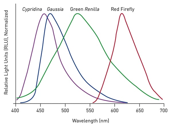 Fig.3: Spectral emission profiles of luciferases used in Thermo Scientific™ Pierce™ Dual-Spectral Assay Kits. The emission of red firefly (λmax = 613nm) allows resolution from Green Renilla Luc (λmax = 535nm), Gaussia Luc (λmax = 470nm) and Cypridina Luc (λmax = 463nm).