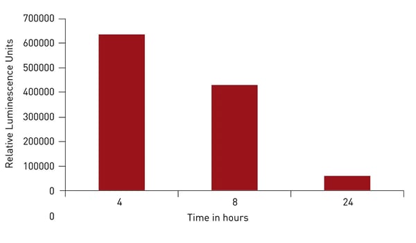 Fig.6: Time course of RLTK RNA translation over 24 hours