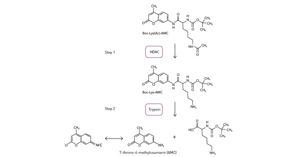 Fig. 3: Assay principle for HDAC activity evaluation.