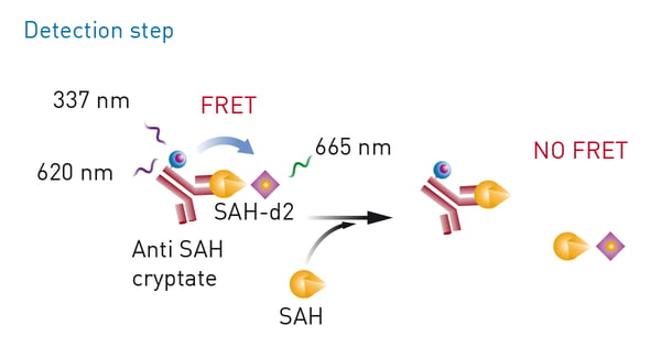 Fig. 5: Epigeneous Methyltransferase Assay Kit (Detection Step). If there is no SAH converted from SAM during the enzymatic reaction Anti-SAH will bind to SAH-d2 leading to a large HTRF signal. If SAH is present in the well after the enzymatic reaction is ﬁnished, SAH will compete with SAH-d2 on the binding sites of the antibody leading to a decrease in TR-FRET signal.
