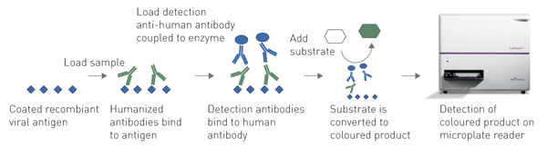 Fig. 3: procedure of an absorbance based ELISA for the detection of SARS-CoV-2 N gene antibodies in human blood samples. Recombinant viral antigen is coated on a plate. If respective human antibodies are present in human samples, they will bind to the loaded antigen. Bound antibodies are then detected with an anti-human IgG antibody conjugated to an enzyme which converts a substrate. The resulting colorimetric change can be read on a microplate reader.