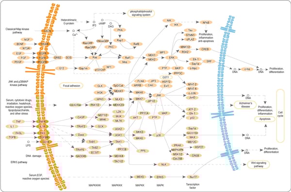 Fig. 2: The mitogen activated protein kinase (MAPK) pathway. Source: https://commons.wikimedia.org/wiki/File:MAPKpathway.jpg.
