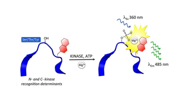 Fig. 8: PhosphoSens Assay Principle. The addition of phosphate assists in the chelation of magnesium which enhances the fluorescent capacity of the Sox chromophore.
