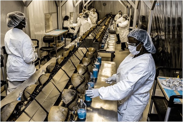 Fig. 4: Horseshoe crabs are bled at a facility.3