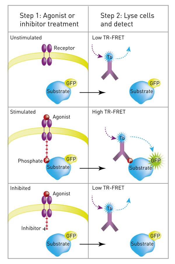 Fig. 2: Schematic of LanthaScreen cellular assay