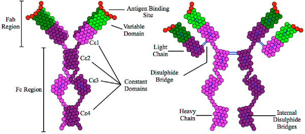 Fig. 2: The structure of IgE. IgE levels are elevated in some allergies and different disease states. The levels of IgE can be readily quantified by nephelometry at scale on a microplate. Source: WikiMedia Commons https://commons.wikimedia.org/w/index.php?search=IgE&title=Special:MediaSearch&go=Go&type=image