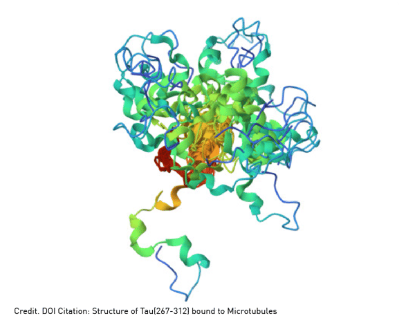 Fig. 2: Three-dimensional structure of Tau(267-312) bound to microtubules. Credit: Image from the RCSB PDB (RCSB.org) of PDB ID 2MZ7 (Kadavath, H., Jaremko, M., Jaremko, M., Biernat, J., Mandelkow, E., Zweckstetter, M. (2015) Angew Chem Int Ed Engl 54: 10347-10351). https://doi.org/10.2210/pdb2MZ7/pdb