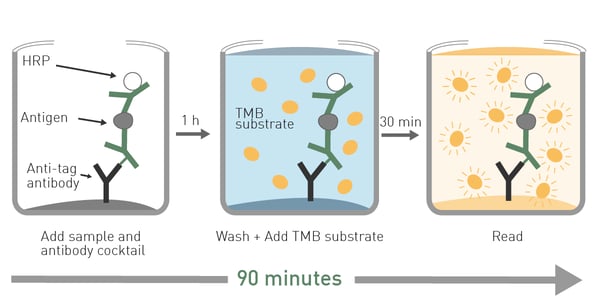 Fig. 7: SimpleStep ELISA® Assay Principle. The first step involves the addition of samples as well as a mixture of the capture and detector antibodies. A sandwich complex of these components is formed in solution, which binds to the immobilization antibody coated on the plate via an affinity tag. Absorbance measurement is collected after a single wash step followed by color development.