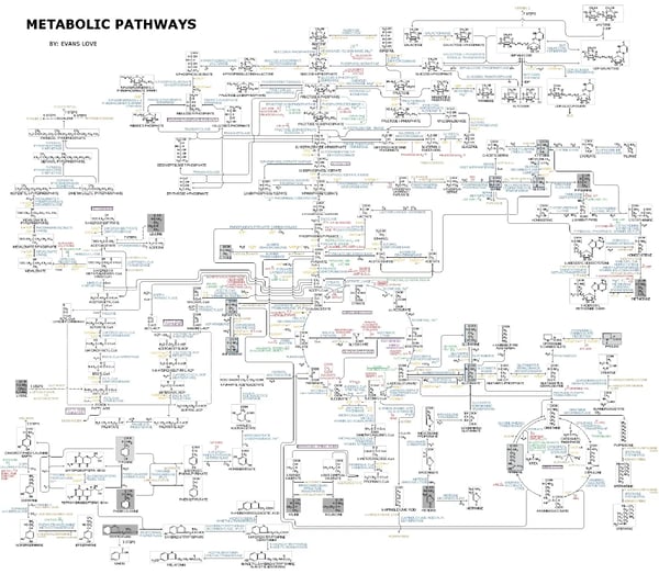 Fig. 1: Bird's Eye view of Metabolic Pathways. Author Evans Love, source WikiMedia Commons and license https://commons.wikimedia.org/wiki/File:Human_Metabolism_-_Pathways.jpg
