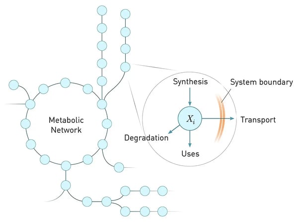 Fig. 2: Flux balance in metabolism: System fluxes affecting a particular metabolite in a metabolic network. Adapted from Wikimedia Commons CC-BY-SA license.