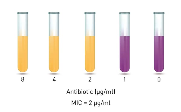 Fig. 2: Broth dilution method for measuring the minimum inhibitory concentration of antibiotics. 