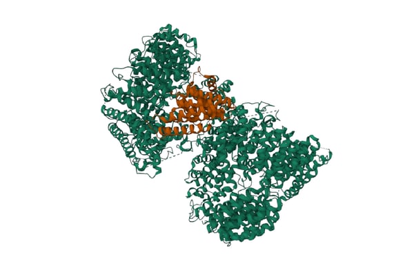 Fig. 1: High resolution cryoEM structure of huntingtin in complex with HAP40. Credit: Image from the RCSB PDB (RCSB.org) of PDB ID 6X9O Harding RJ, Deme JC, Hevler JF, Tamara S, Lemak A, Cantle JP, Szewczyk MM, Begeja N, Goss S, Zuo X, Loppnau P, Seitova A, Hutchinson A, Fan L, Truant R, Schapira M, Carroll JB, Heck AJR, Lea SM, Arrowsmith CH. Huntingtin structure is orchestrated by HAP40 and shows a polyglutamine expansion-specific interaction with exon 1. Commun Biol. 2021 Dec 8. https://doi.org/10.2210/pdb6X9O/pdb